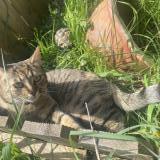 Photo de chat perdu à Montfaucon