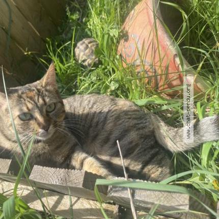 Photo 1/1 Stone Chat perdu à Montfaucon