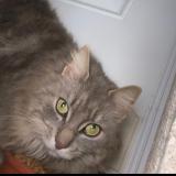 Photo de chat perdu à Frouzins