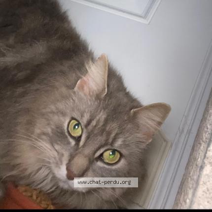 Photo 1/1 Ruby Chat perdu à Frouzins