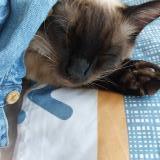 Photo de chat perdu à Livry Gargan