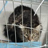 Photo de chat trouvé à Brive La Gaillarde