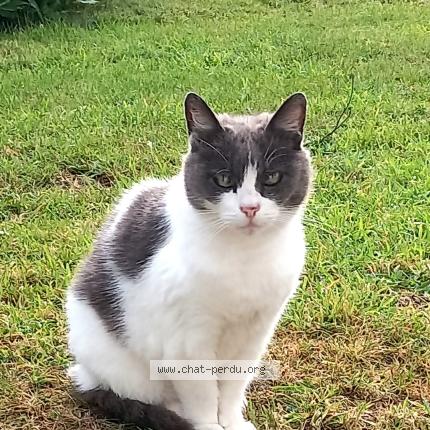 Photo 1/1 Chat retrouvé Perdu à Merdrignac