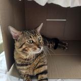 Photo de chat perdu à Hannover