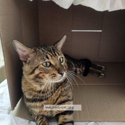 Photo 1/1 Oscar Chat perdu à Hannover