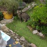 Photo de chat perdu à Saint Raphael