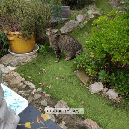 Photo 1/1 Bonnie Chat perdu à Saint raphael