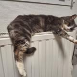 Photo de chat perdu à Beruges