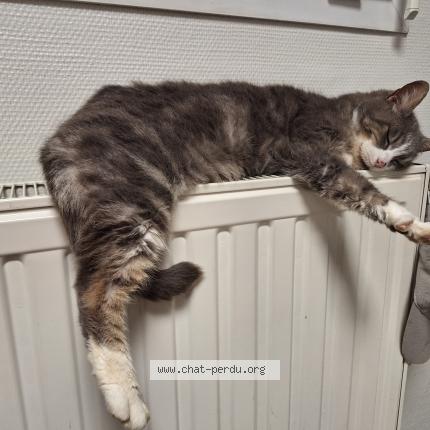 Photo 1/1 Mimine de la casse Chat perdu à Beruges