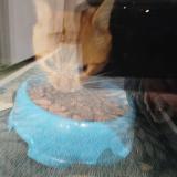 Photo de chat trouvé à Annecy