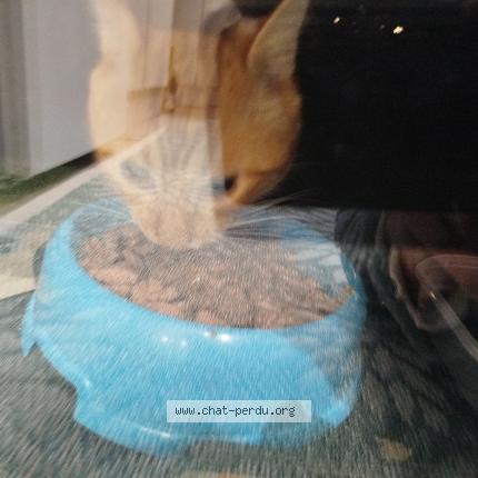 Photo 1/1 Chat trouvé Trouvé à Annecy