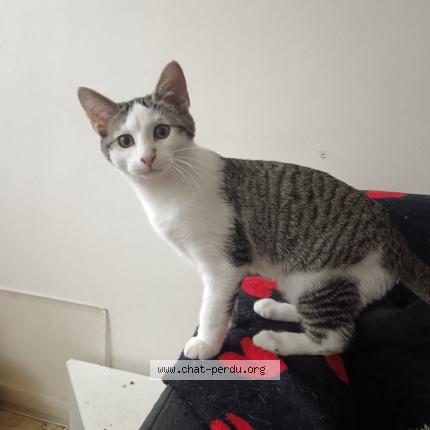 Photo 1/1 Maya Chat perdu à Saint maur des fosses