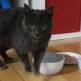 Photo de chat trouvé à Saint Jean Sur Richelieu