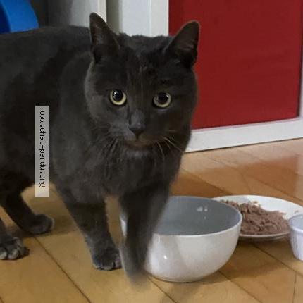 Photo 1/1 Chat trouvé Trouvé à Saint jean sur richelieu