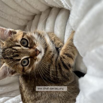 Photo 1/1 Amande Chat perdu à Monts