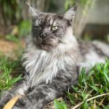 Photo de chat perdu à La Montagne