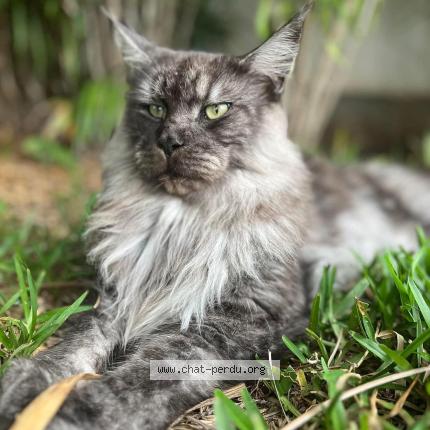 Photo 1/1 Prydwyn Chat perdu à La montagne