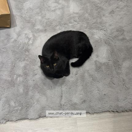 Photo 1/1 Chocolat Chat perdu à La ville du bois