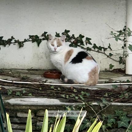 Photo 1/1 Chat trouvé Trouvé à Saint hippolyte du fort