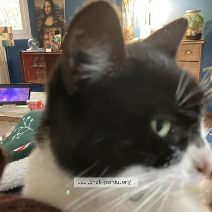 Photo 1/1 Mimine Chat perdu à Toulouse