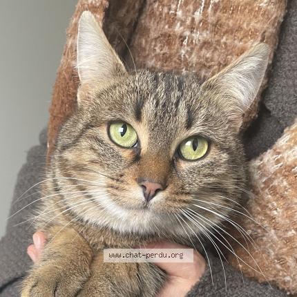 Photo 1/3 Chat trouvé Trouvé à Fontaine daniel