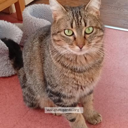 Photo 2/3 Chat trouvé Trouvé à Fontaine daniel