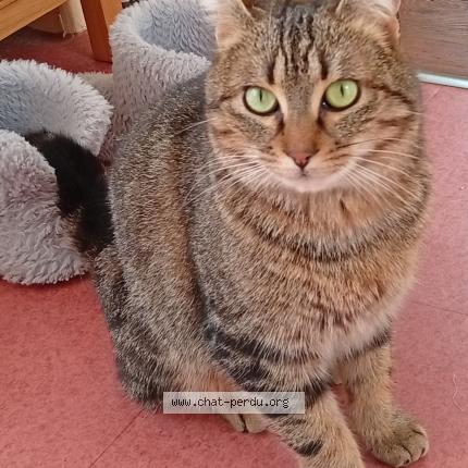 Photo 3/3 Chat trouvé Trouvé à Fontaine daniel