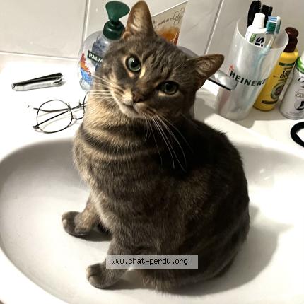 Photo 1/1 Taz Chat perdu à Bois d arcy