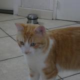 Photo de chat perdu à Saint Herblain