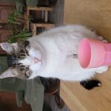 Photo de chat perdu à Villerable