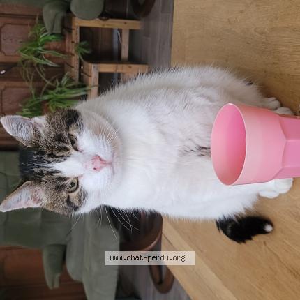 Photo 1/1 Charlie Chat perdu à Villerable