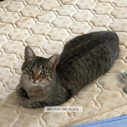 Photo 1/1 Lalé Chat perdu à Saint medard en jalles