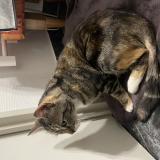 Photo de chat trouvé à Tours