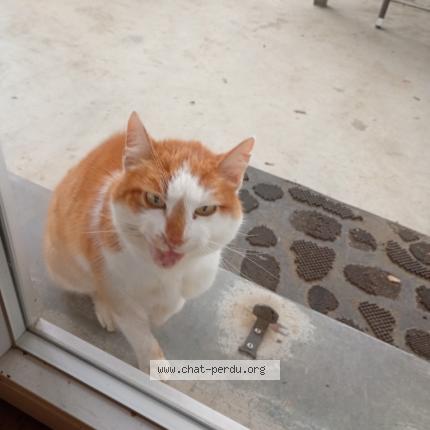 Photo 1/1 Chat retrouvé Trouvé à Astaffort