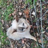 Photo de chat trouvé à Fontcouverte