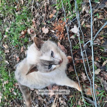 Photo 1/1 Chat trouvé Trouvé à Fontcouverte