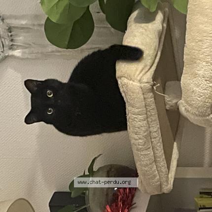 Photo 1/1 N&eacute;o Chat perdu à Caluire