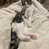 Photo de chat perdu à Crolles