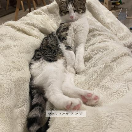 Photo 1/1 Mira Chat perdu à Crolles