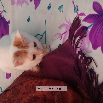 Photo 1/1 None Chat perdu à Kolkata