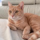 Photo de chat perdu à La Rochelle