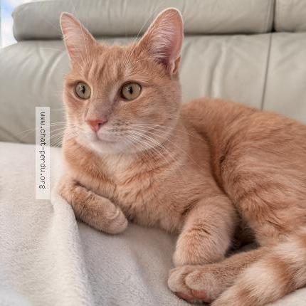 Photo 1/1 Chat retrouvé Perdu à La rochelle