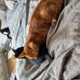 Photo de chat perdu à Houdan