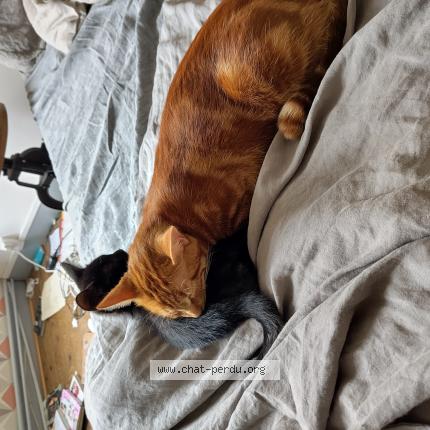 Photo 1/2 Choubaka Chat perdu à Houdan