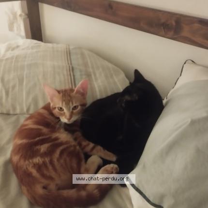 Photo 2/2 Choubaka Chat perdu à Houdan