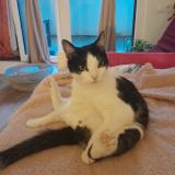 Photo de chat perdu à Sceaux