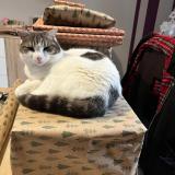 Photo de chat perdu à Melle