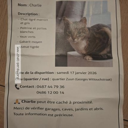 Photo 1/1 Chat retrouvé Perdu à Saint Pieters Leeuw