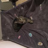 Photo de chat perdu à Pfastatt