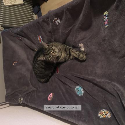 Photo 1/1 Charlie Chat perdu à Pfastatt